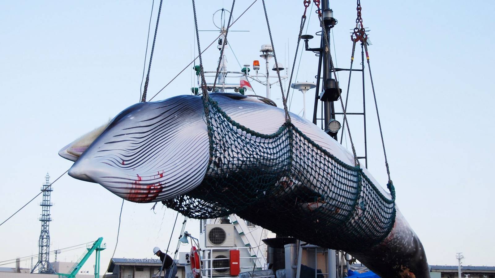 Después de 37 años, Japón retoma caza legal de ballenas