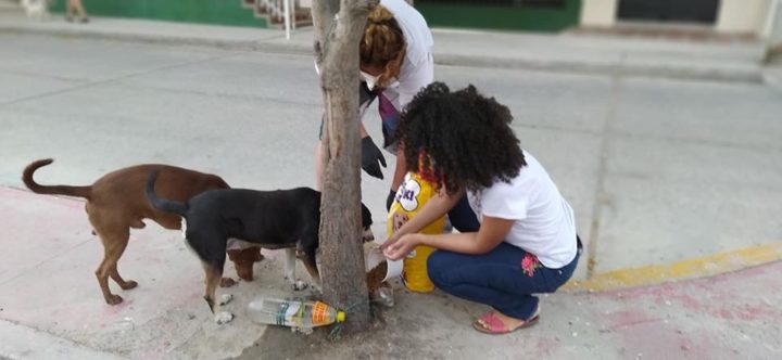 Animalistas inician campaña #SOSBancoDeAlimentos, para ayudar a los