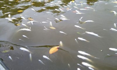 Foto: referencia