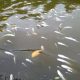 Foto: referencia