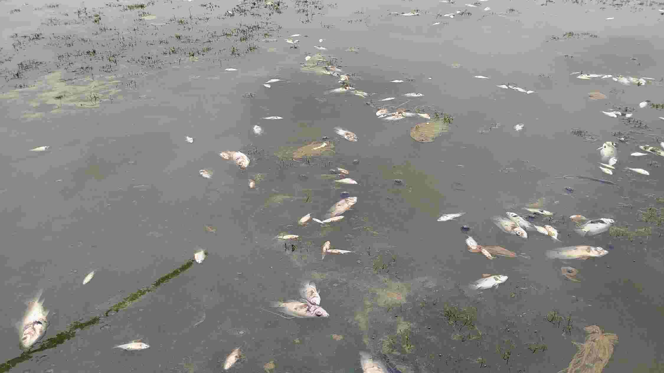 Corpamag investiga nueva mortandad de peces en la ciénaga de Tesca